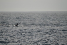Fluke of a juvenile male humpback whale