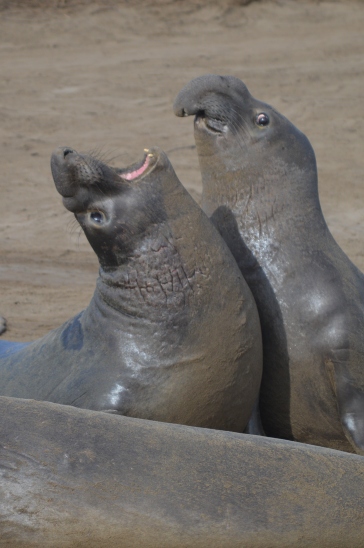 Ano Nuevo State Park, elephant seal breeding site